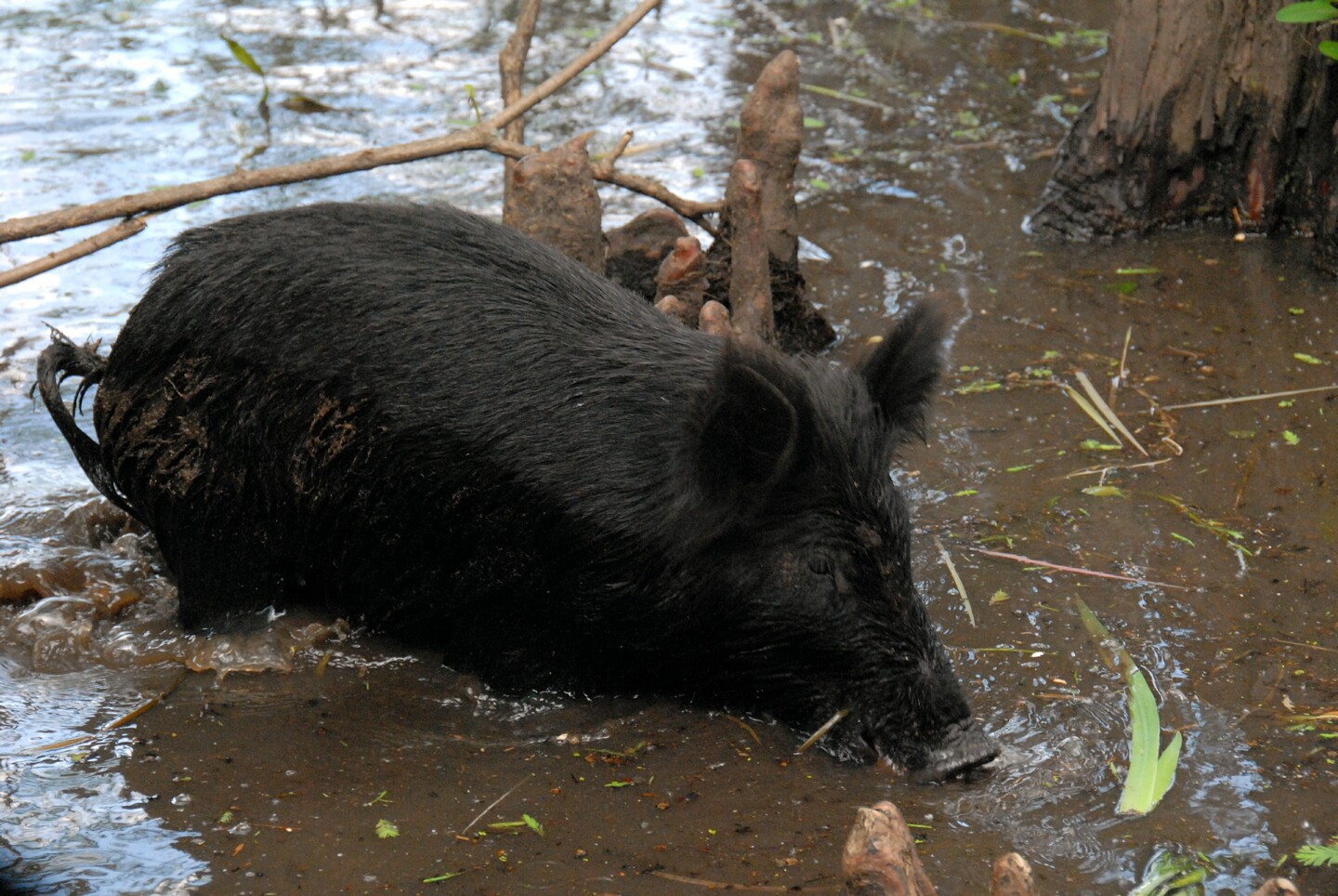 Wild Pigs in the Swamp